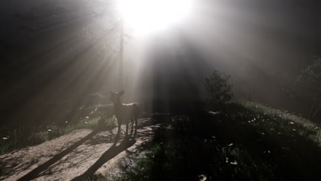 Hirschweibchen-Im-Wald-Im-Nebel