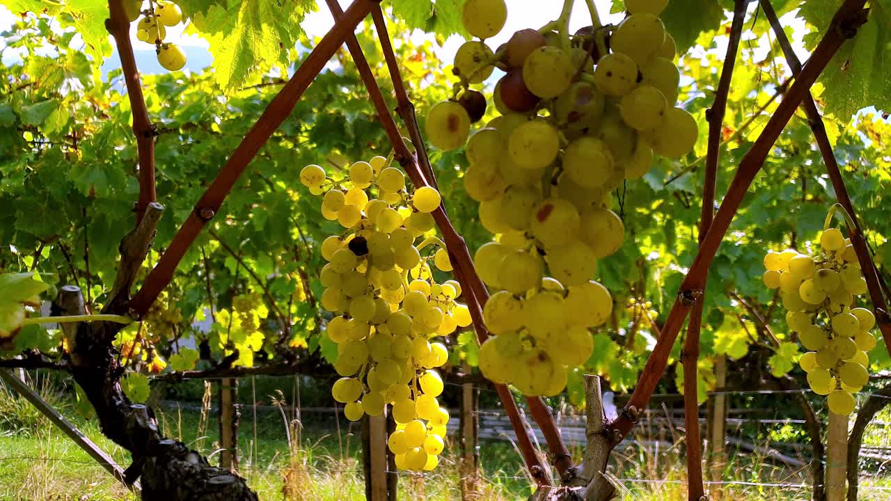 Ripe yellow muscat grapes on a vine.