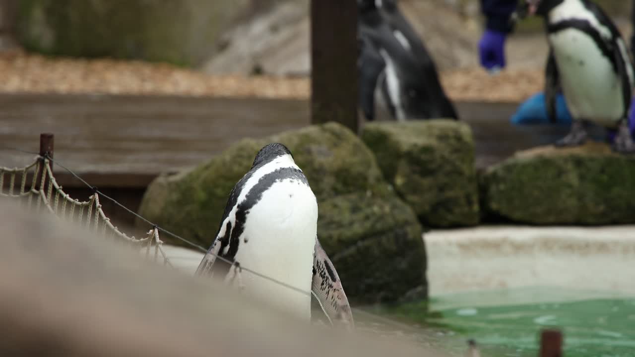 Humboldt Penguin CW clip 1