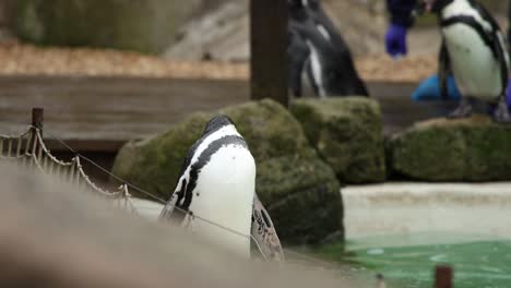 el pingüino de humboldt cw clip 1