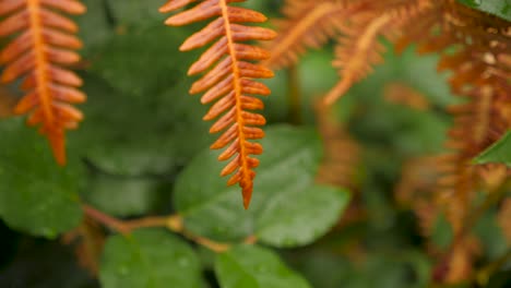 medium shot of a dead, brown fern leaf with a wet green shrub background