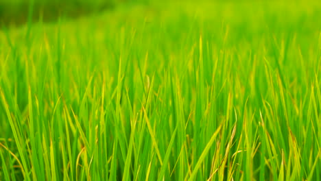 Green-field-background-in-close-up-view.