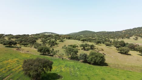 4k footage of a man riding a horse on a green field