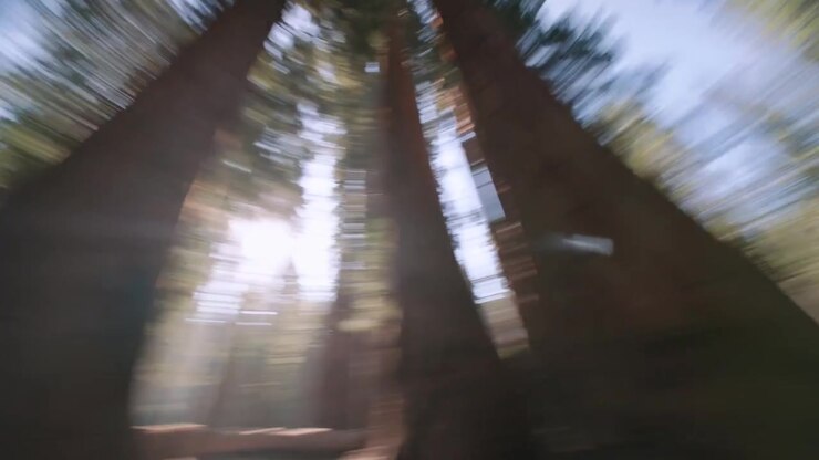 A dynamic spinning shot looks up through tall pine trees against a bright blue sky.
