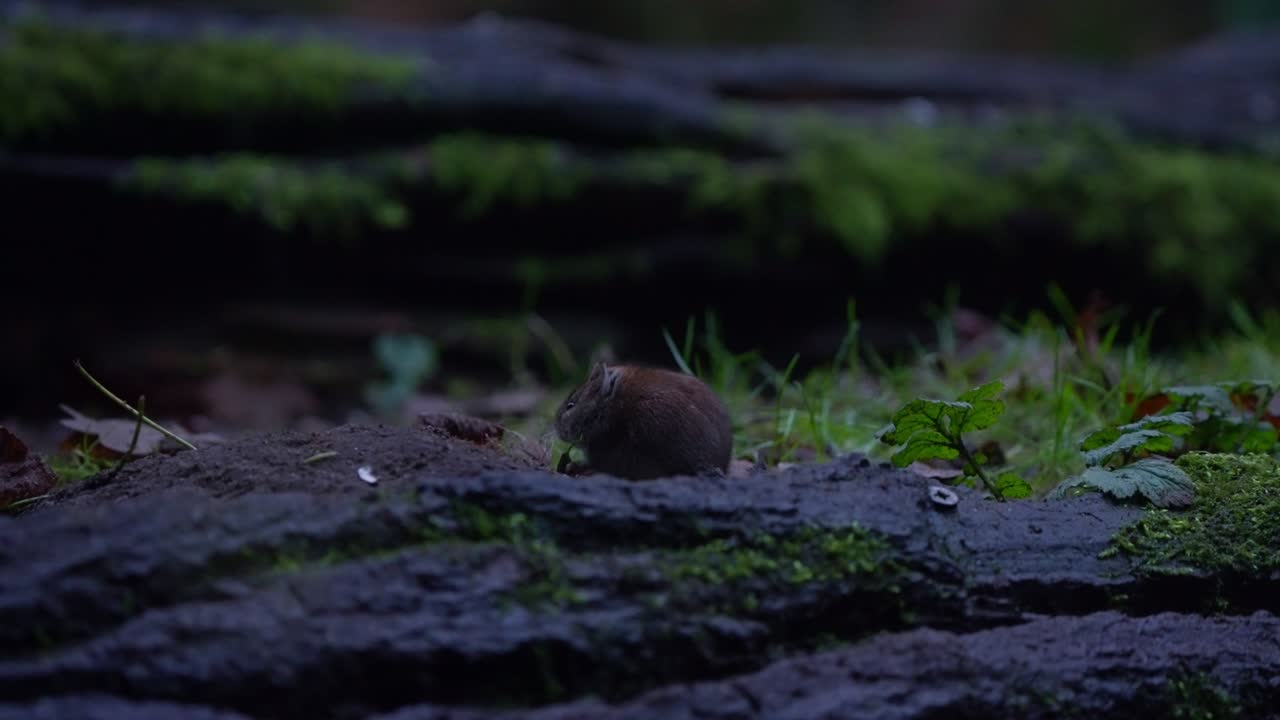 Bank vole cautiously explores mossy forest ground in slow motion, Netherlands woodland habitat