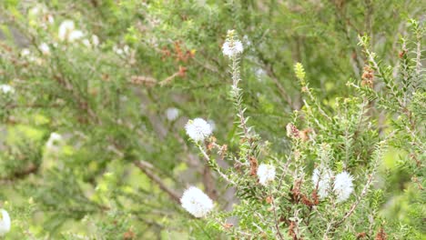 white flowers blooming on a melaleuca tree