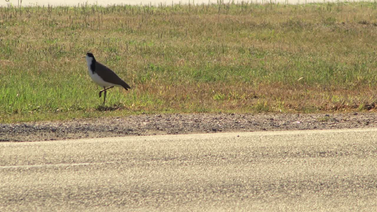 도로  ⁇ 의 잔디 위를  ⁇ 고 있는 가면화 된 lapwing plover
