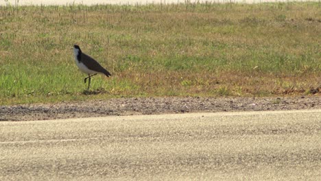 Maskierter-Kiebitzregenpfeifer-Läuft-Auf-Gras-Neben-Der-Straße