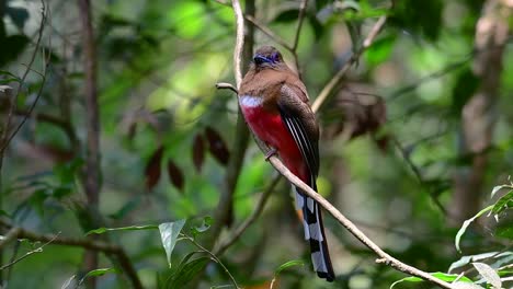 the red-headed trogon is a confiding medium size bird found in thailand