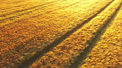 Grass-blowing-in-the-wind