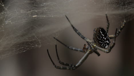 Macro-closeup-of-yellow-garden-spider-hanging-off-of-web,-shaken-by-the-wind