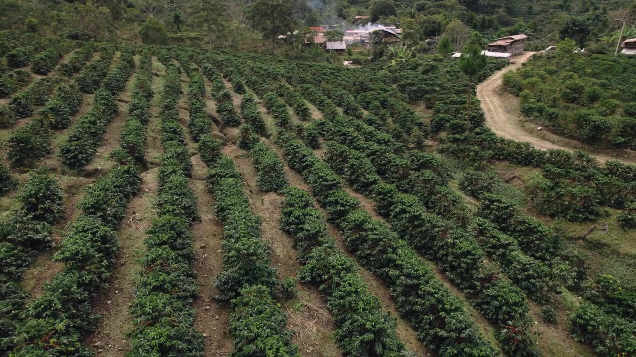 Toma de dron de extensas hileras de cultivos en una plantación con un pequeño edificio de granja y un camino de tierra curvo