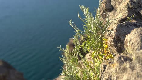 a plant clings to a rocky cliff along above the ocean far below