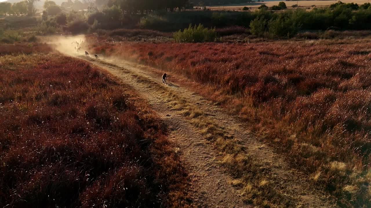 tropa de babuinos asaltando tierras de cultivo africanas, causando daños en las cosechas, corriendo por un camino polvoriento para huir de los campos de los agricultores