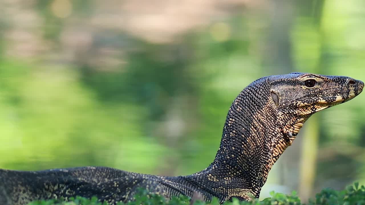 A detailed view of a monitor lizard's head and neck amidst vibrant green foliage.