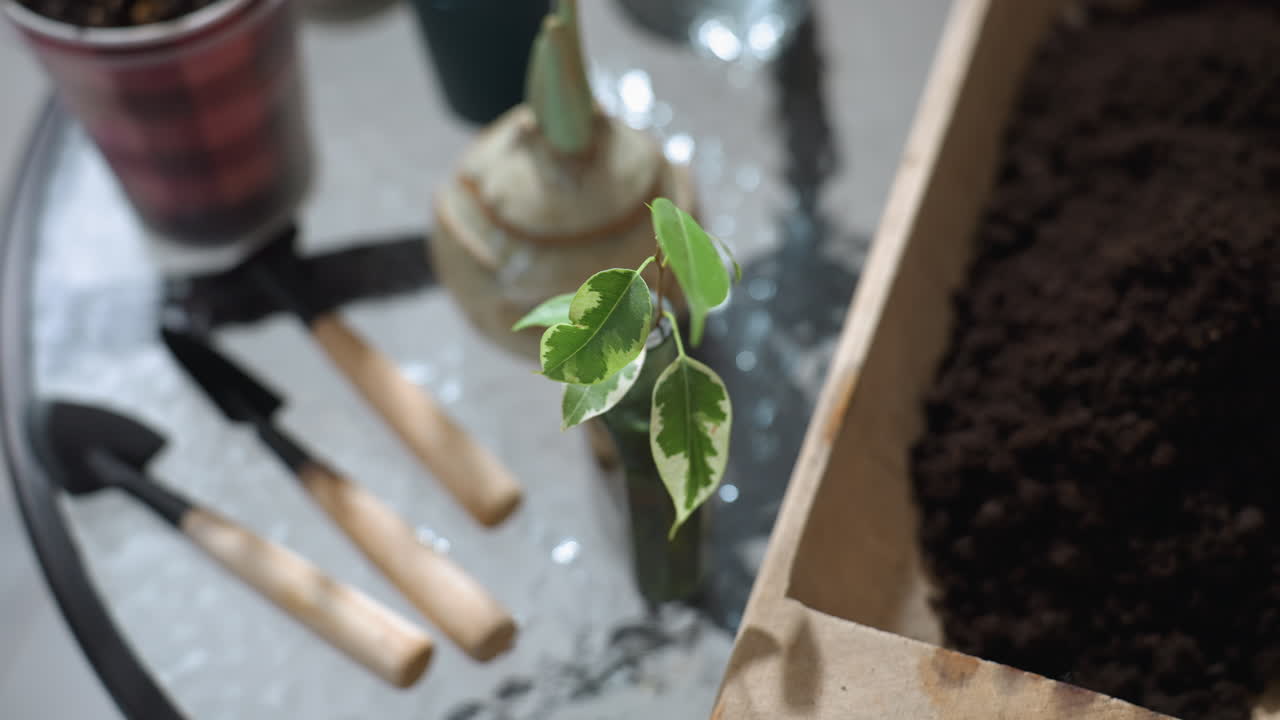 High angle view of wooden planter bucket filled with rich loam soil alongside glass bottle holding variegated plant cutting on glass tabletop with small gardening tools blurred background