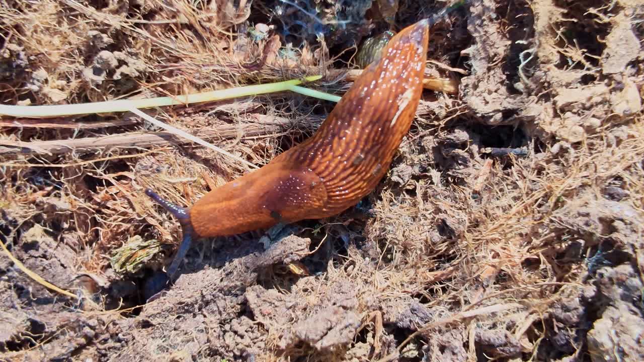 Large orange slug crossing dry skinny soil in outdoor garden setting in sunny weather.