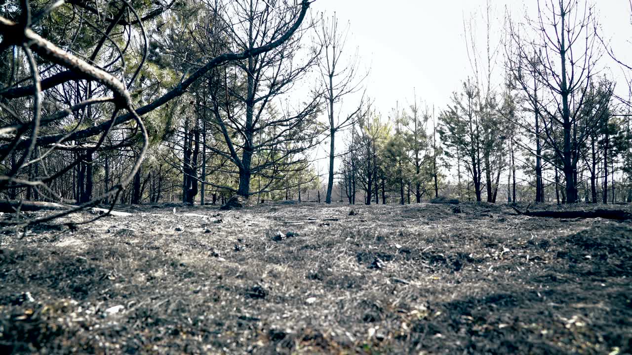 큰 산불 후 숲, 불타는 풀과 불타는 나무, 생태 재난, 재난