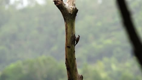 pelatuk besi indonesia or woodpecker pecking and hanging on tree in indonesian forest on sunny day