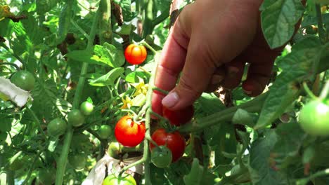 picking up fresh grown cherry tomatoes from a tomato plant