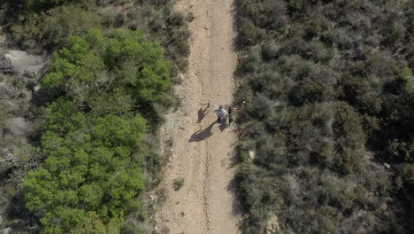 a man runs with two dogs on a leash through a dirt biking trail as a drone flies overhead, birdseye view aerial