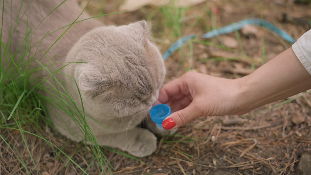 Caucasian Vettech Offering Liquid Medicine To Grey Cat In Grass, Careful Hand Presenting Small Cup, Feline Sniffing And Considering, Natural Outdoor Clinic Vibe, Focused Caretaking Action