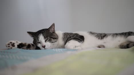 toma estática de cuerpo casi completo de un gato adulto blanco y gris durmiendo en una cama grabada con una apertura amplia a la altura de los ojos