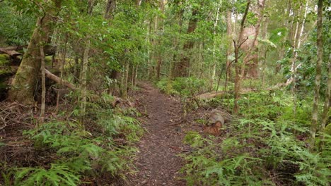 Handheld-Footage-along-the-Dave's-Creek-Circuit-walk-in-Lamington-National-Park,-Gold-Coast-Hinterland,-Australia