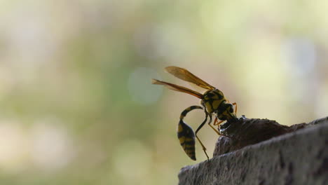 Female-Yellow-Black-Mason-Wasp-sculpting-the-neck-of-the-clay-pot-she-uses-for-laying-eggs