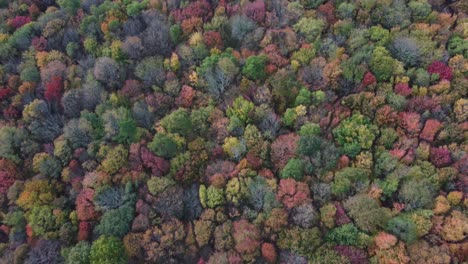 drone flight over the colorful treetops in a fall forest