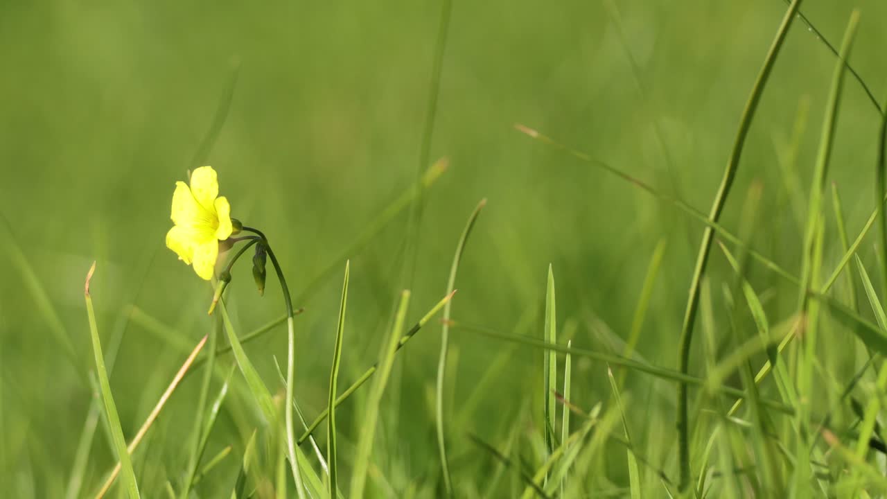 una flor amarilla en medio de la hierba verde
