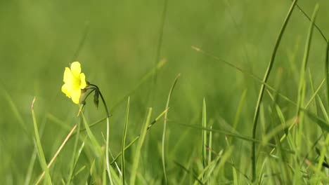 a yellow flower amidst green grass