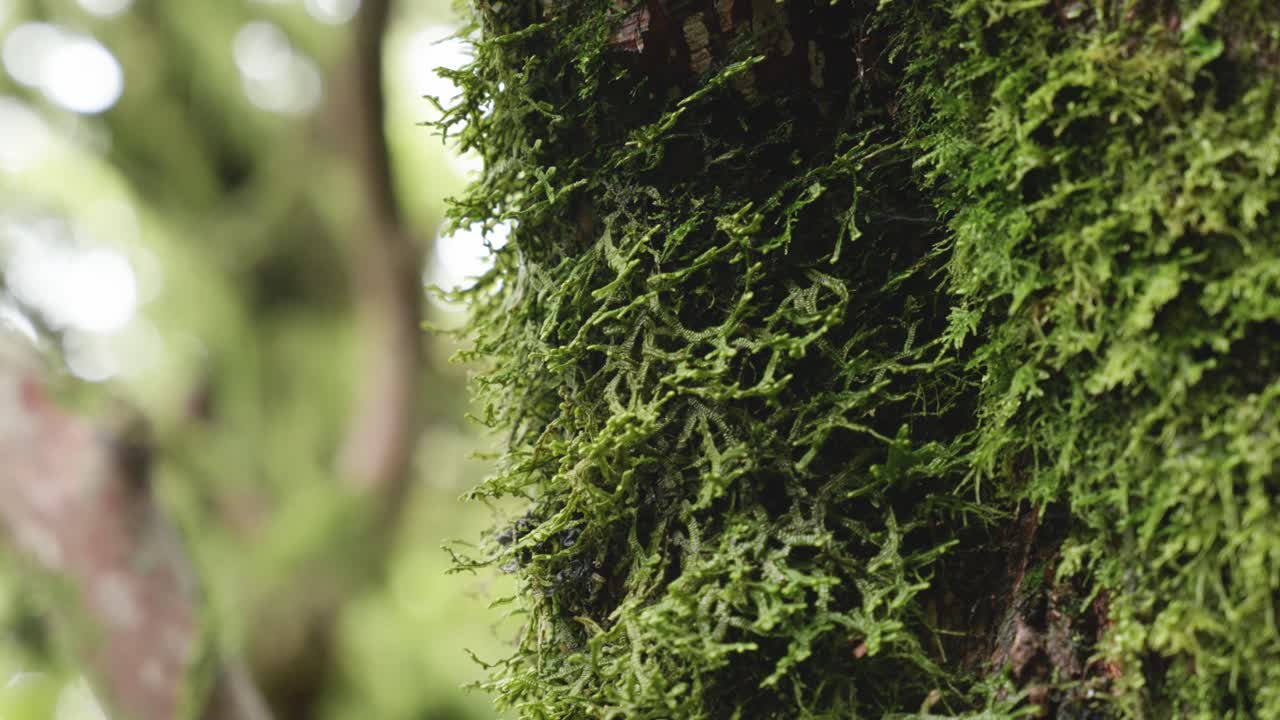 Detalle de musgo creciendo en árboles en un bosque húmedo, Parque Nacional Egmont, Taranaki, Nueva Zelanda