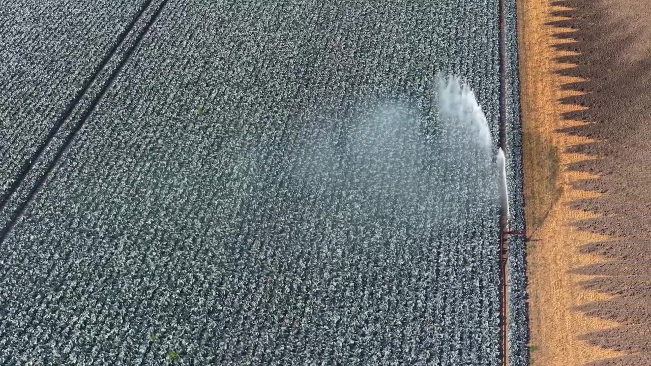 Irrigatore agricolo che irriga un campo di cavoli rossi durante una calda giornata estiva. Moderne tecniche agricole che prevengono la perdita del raccolto