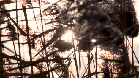 Hierba-De-Caña-De-Plumas-Meciéndose-En-El-Viento