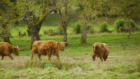 two highland cows graze peacefully in a lush green field in scotland