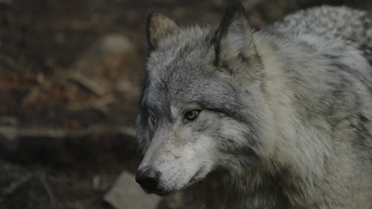 primer plano de lobo gris lamió la nariz con la lengua en parc omega, quebec, canadá