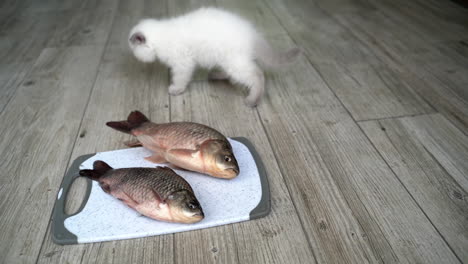 cat eating delicious fish. close up view of cat eating fish