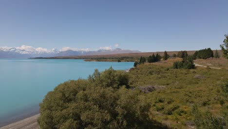 low drone flight above lush trees on lake pukaki's shore with snow-capped mountains in back