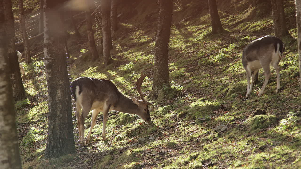jóvenes renos pastando en la montaña.