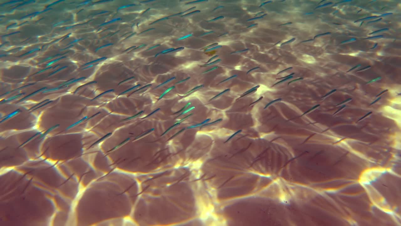 Unusual undersea view of fish colony swimming in natural underwater environment