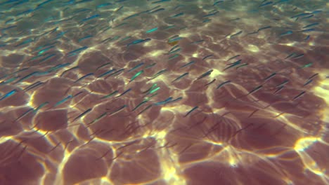 unusual undersea view of fish colony swimming in natural underwater environment