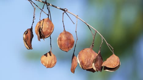 close up shot of a branch of jacaranda mimosifolia pods and seeds hanging against blue sky background, lightly swaying in the summer breeze