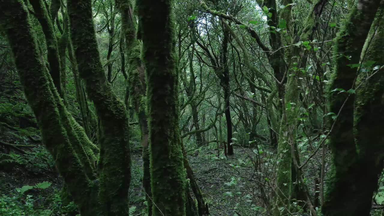 Foresta verde lussureggiante con alberi coperti di muschio e felci