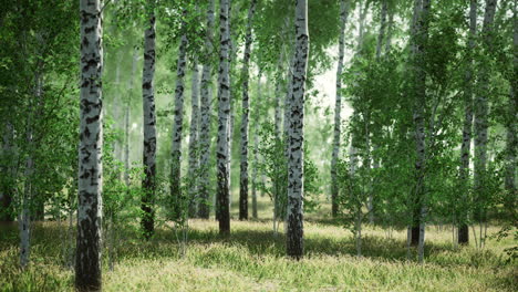 lush birch forest with vibrant greenery and tranquil atmosphere during daylight