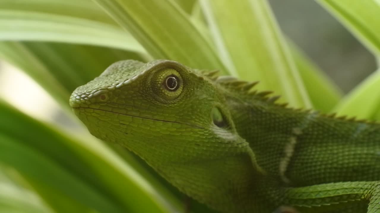 голова зеленого хамелеона hd видео. крупный план хамелеона
