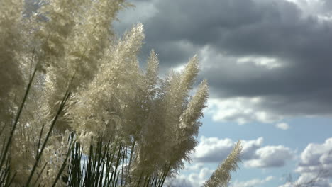 Plumero-De-La-Pampa,-Plumero-De-La-Planta-Pampa,-Primer-Plano,-Fondo-De-Nubes