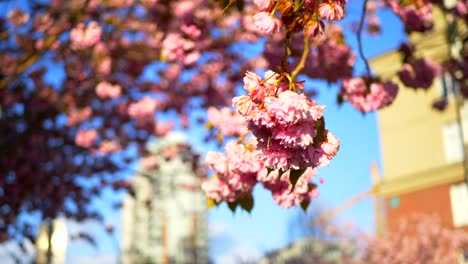 close up, pink cherry blossom petals on tree branch, pink japanese tree