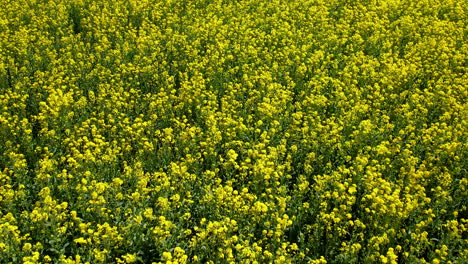 Revealing-shot-of-vibrant-yellow-rapeseed-flowers-expanse-till-horizon