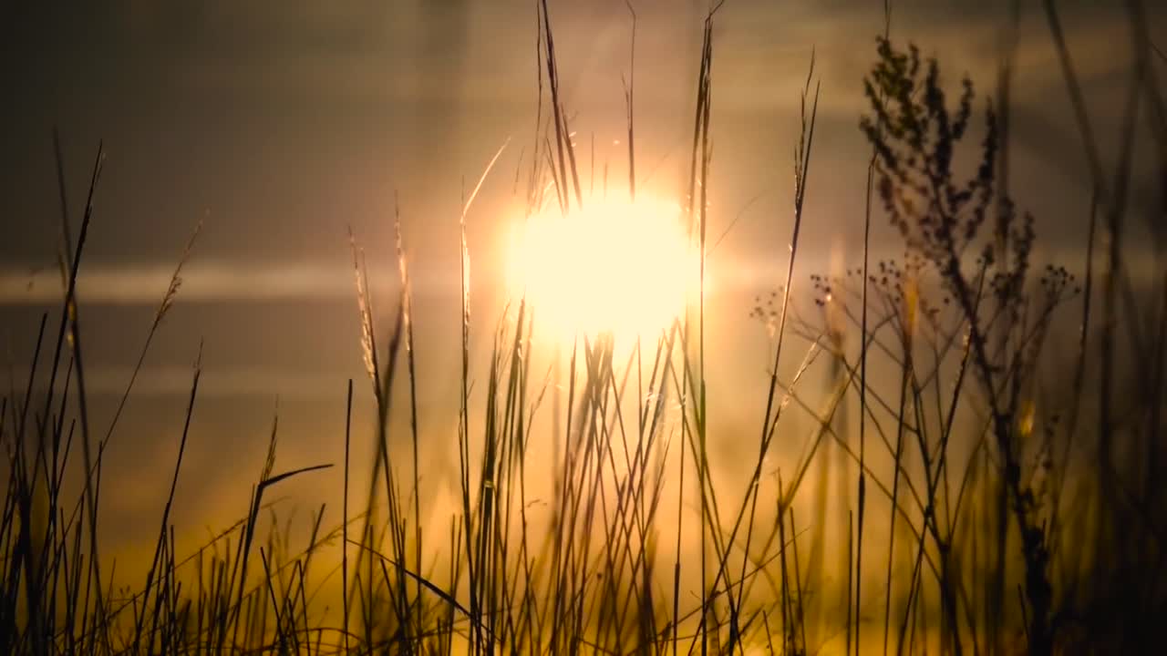 Silhouetted grass by the golden sun